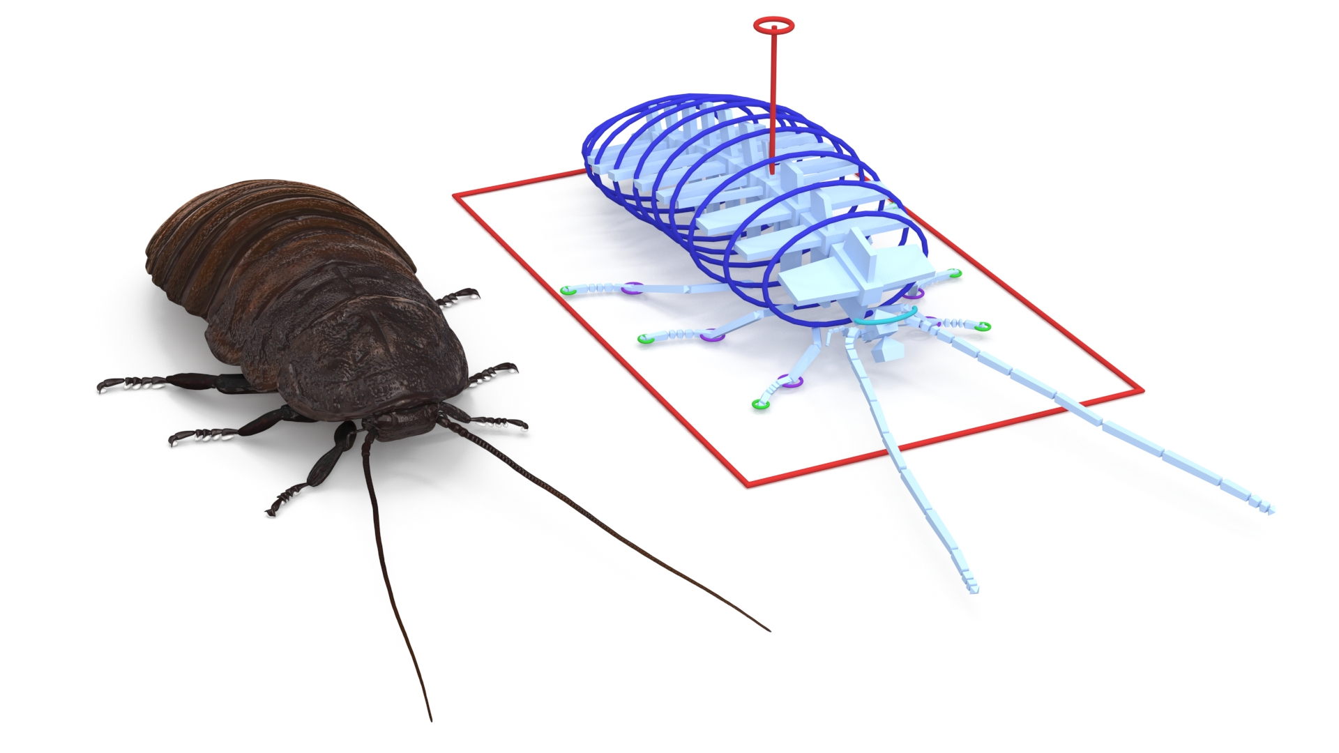 Wood Feeding Cockroach Rigged 3D TurboSquid 2157039