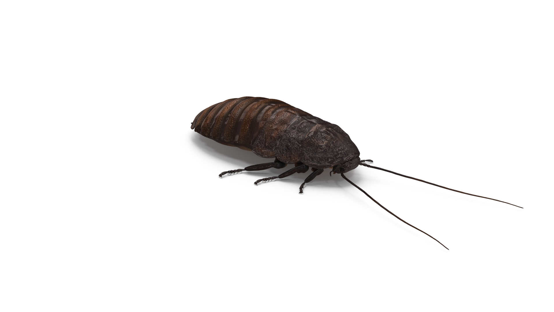 Wood Feeding Cockroach Rigged 3D TurboSquid 2157039