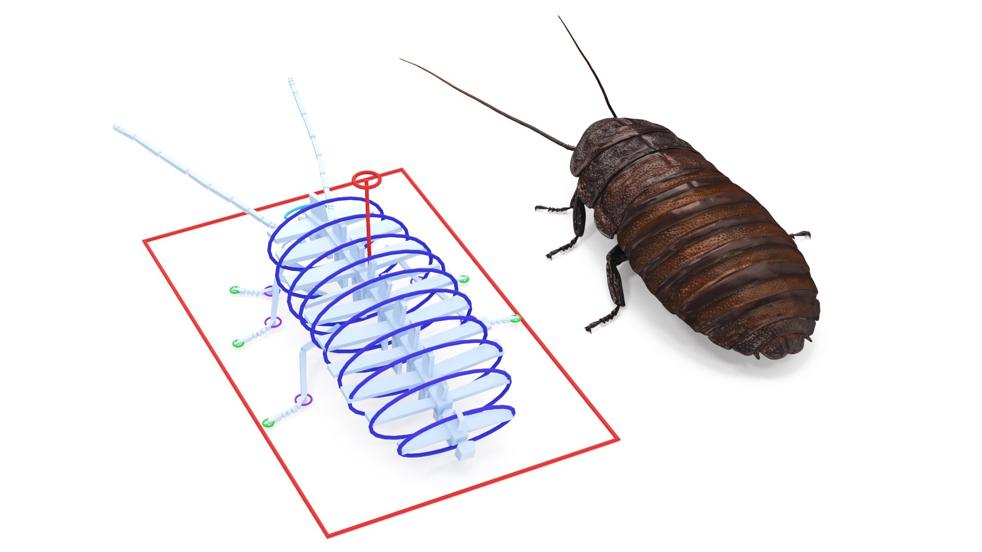 Wood Feeding Cockroach Rigged 3D TurboSquid 2157039