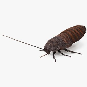 Wood Feeding Cockroach Rigged 3D