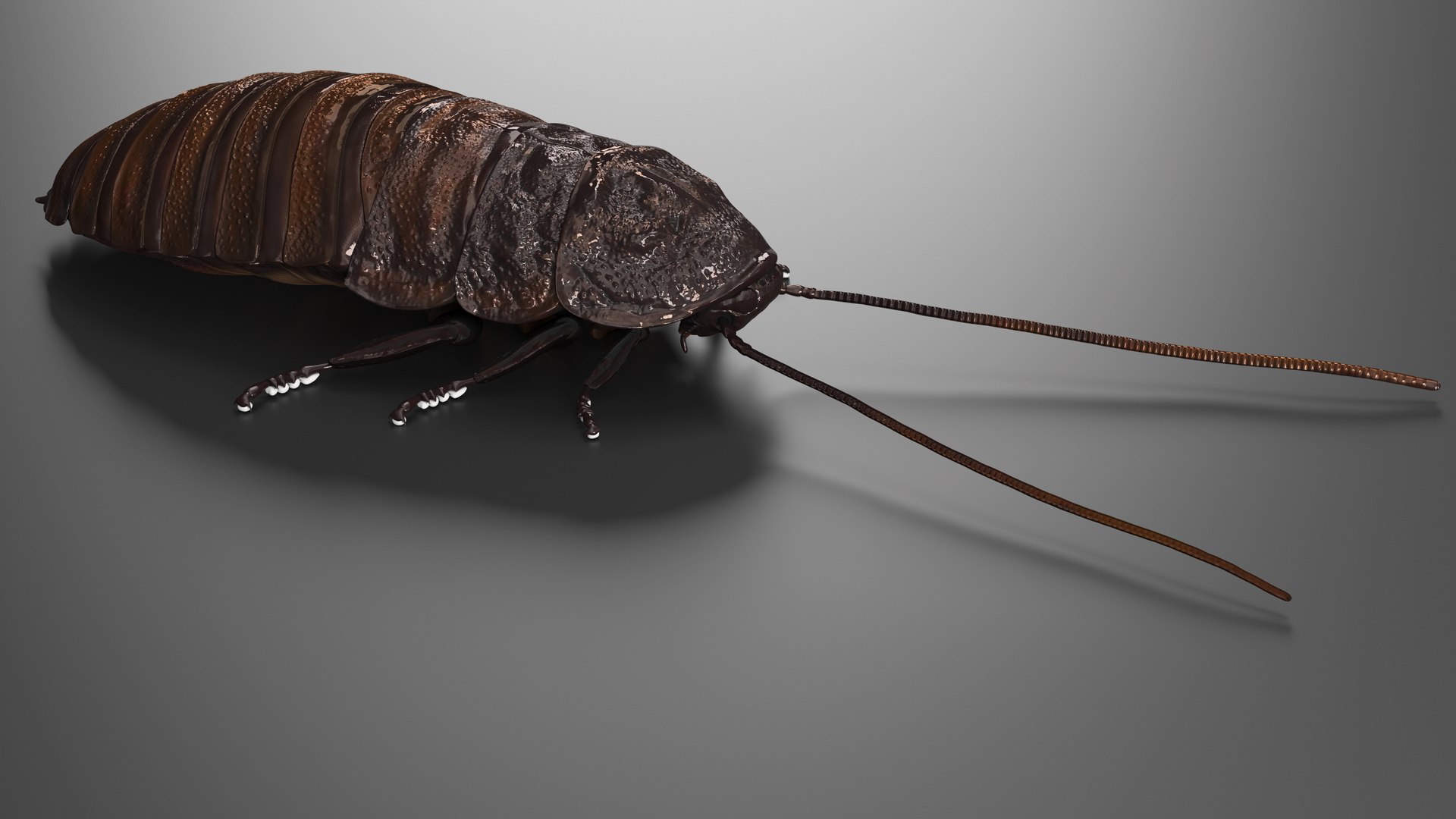 Wood Feeding Cockroach Rigged 3D TurboSquid 2157039