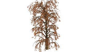 Willow tree 06
