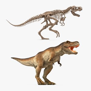 3D tyrannosaurus rex skeleton fossil