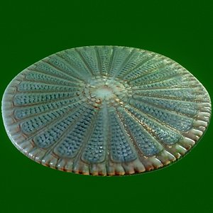 protist - Centric Marine Diatom (Arachnoidiscus)