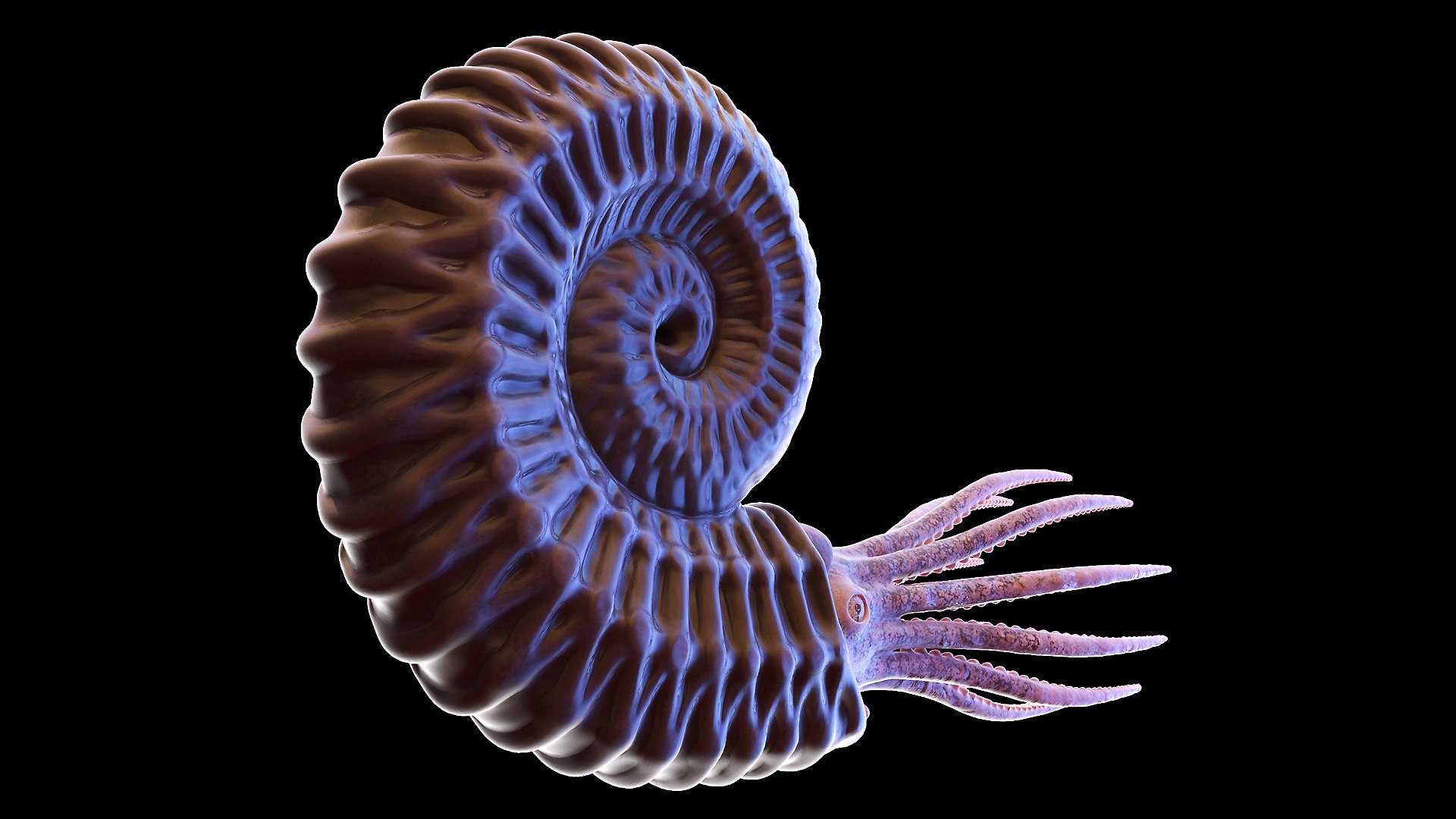 Ammonite Shell Tentacle Model - TurboSquid 1607074