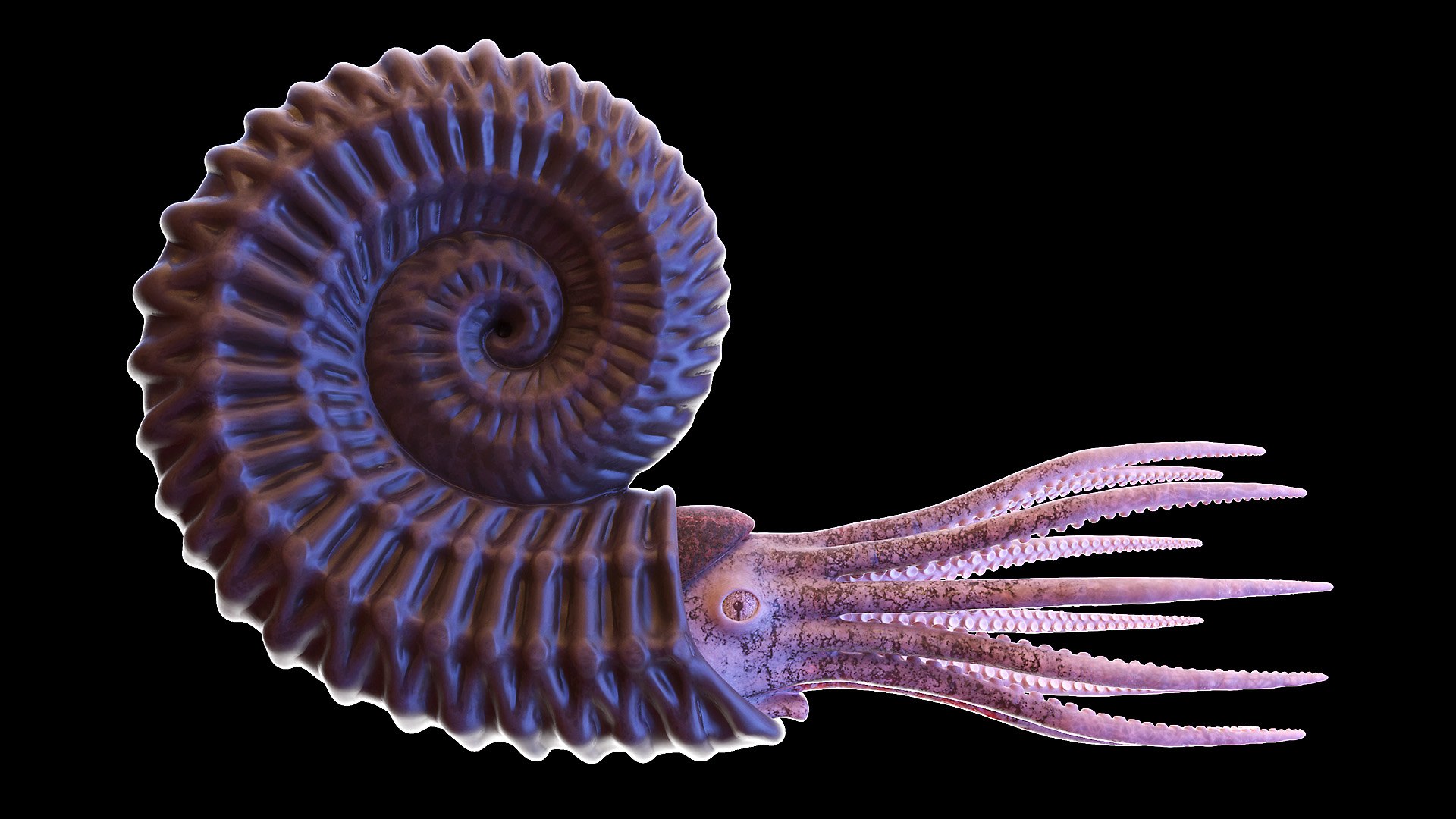 Ammonite Shell Tentacle Model - TurboSquid 1607074