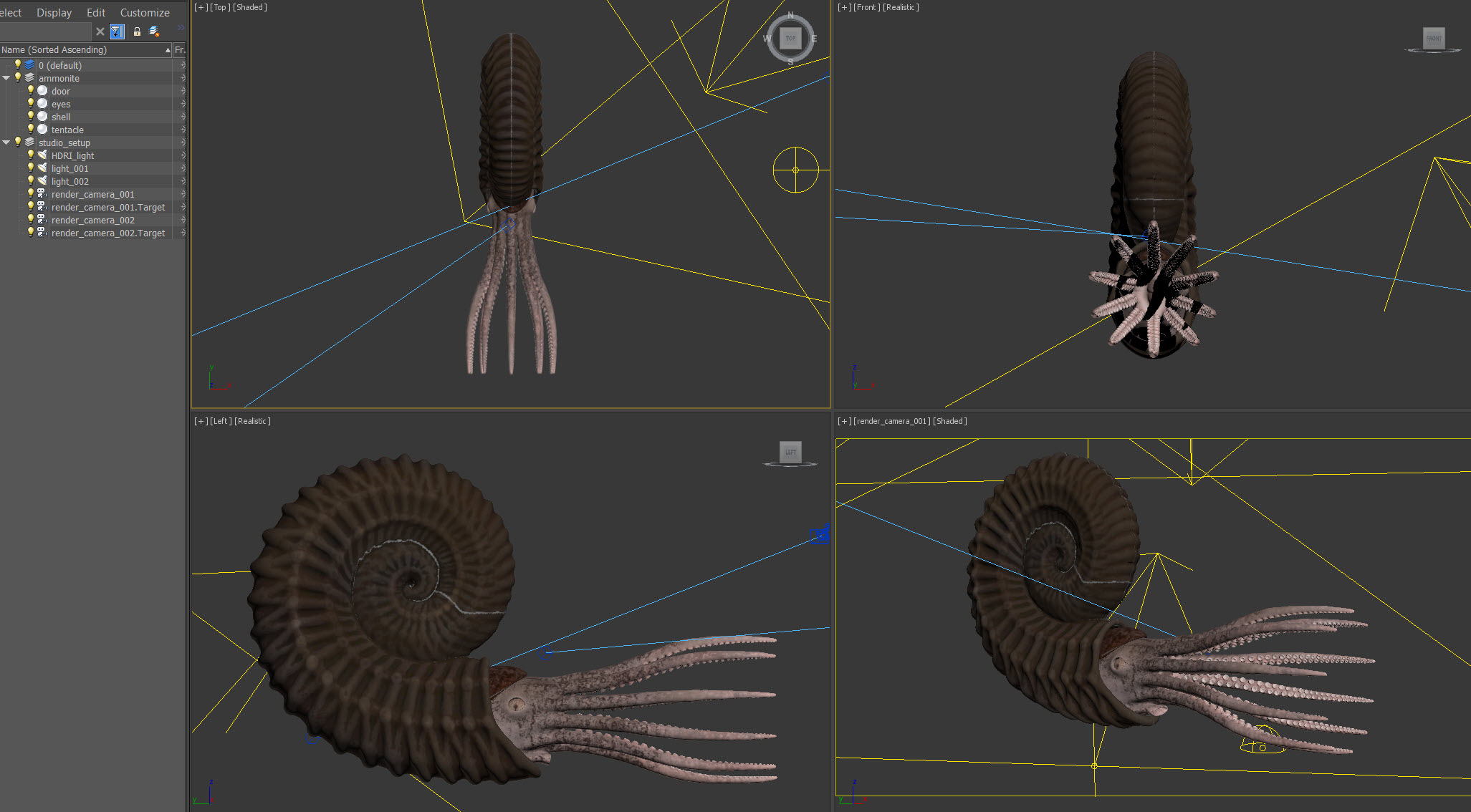 Ammonite shell tentacle model - TurboSquid 1607074