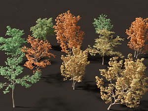 3D Butterfly japanese maple - Acer palmatum Butterfly