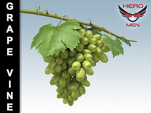 3d model grape vine