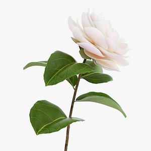 Blooming Flower Camelia