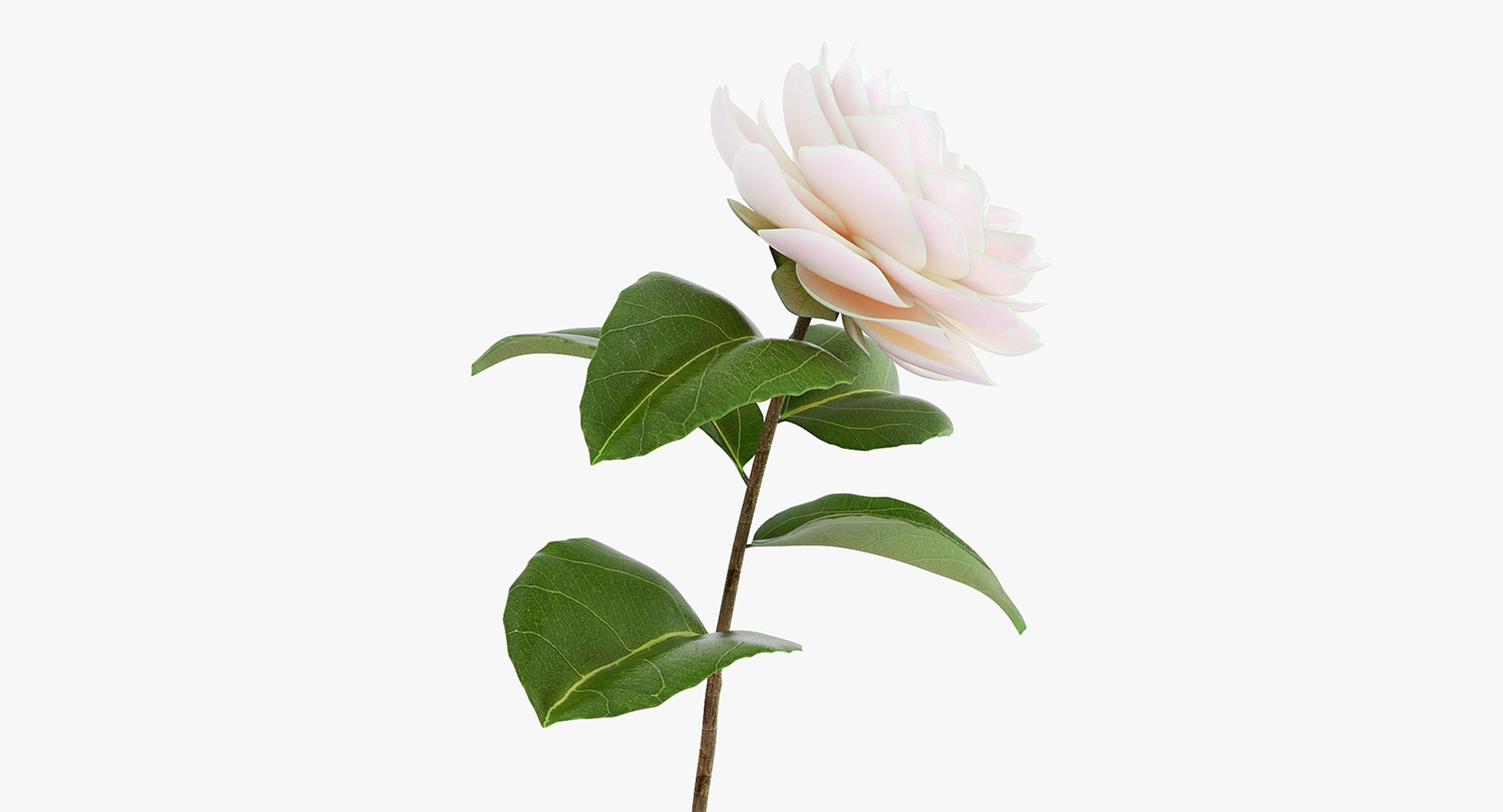 Blooming Flower Camelia 3D model preview