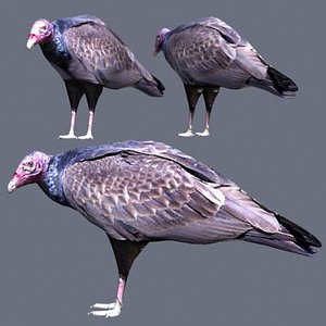 Turkey vulture