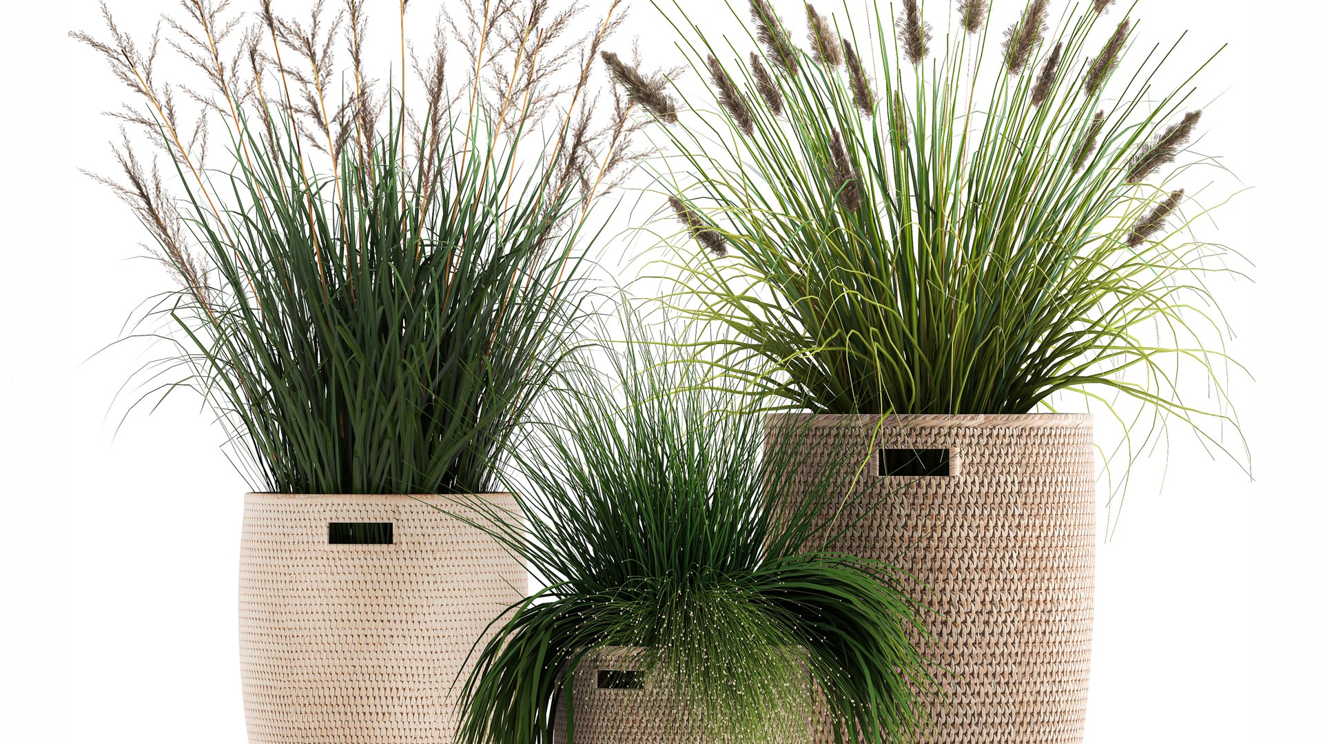 3D Ornamental Reeds Plants In Rattan Baskets 1027 - TurboSquid 1774694