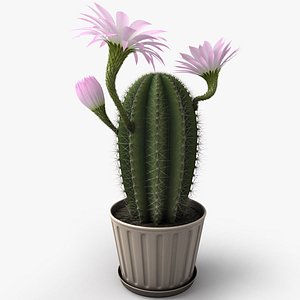 flowering cactus 3d model