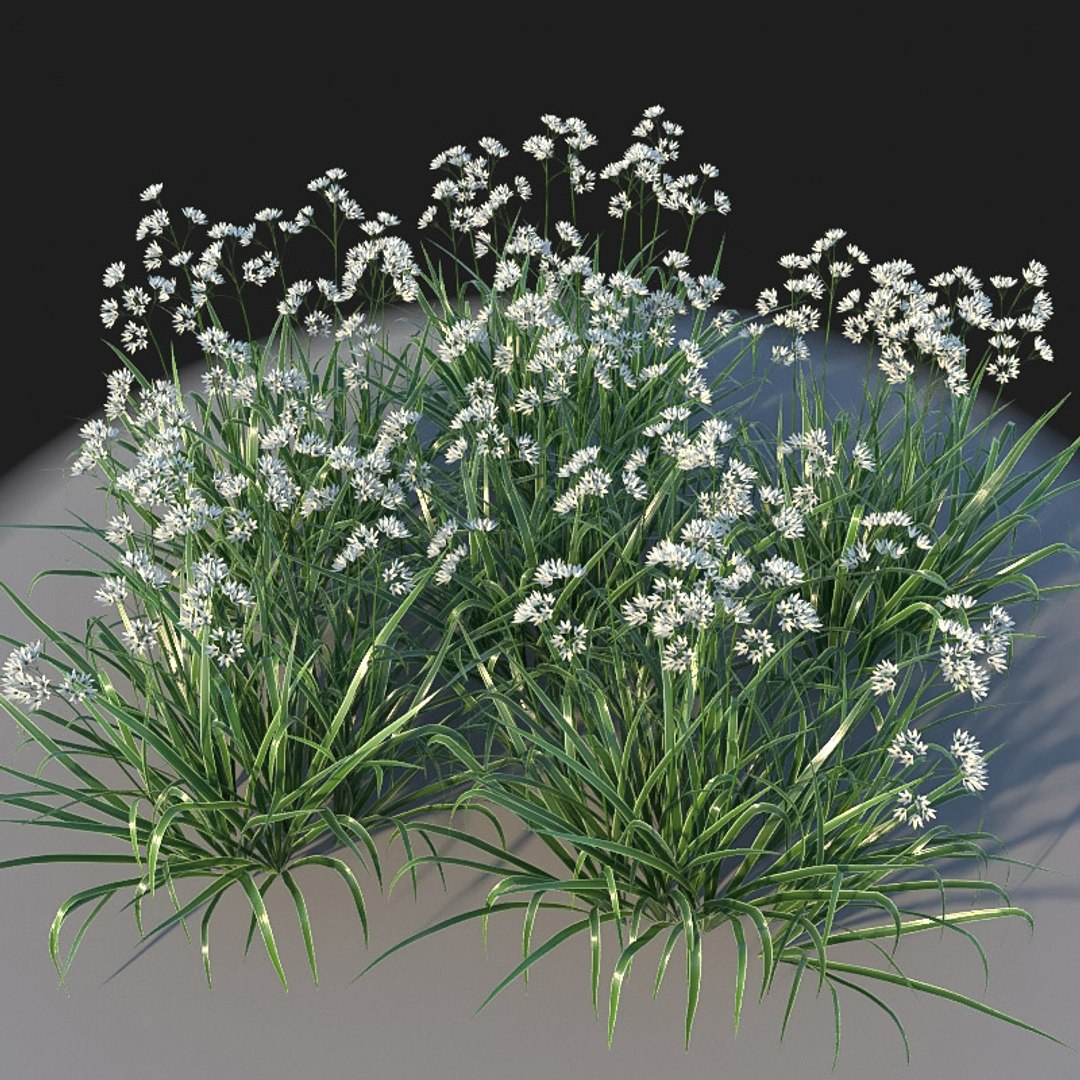 3D XfrogPlants Luzula Nivea https://p.turbosquid.com/ts-thumb/ke/T3zcIb/D5/luzula_n01/jpg/1621269300/1920x1080/fit_q87/778a6445e7b58b2cc90826ec3dd44b67e51c06d0/luzula_n01.jpg