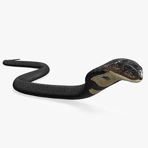 Dark Skin Cobra Crawling Animated Rigged for Cinema 4D
