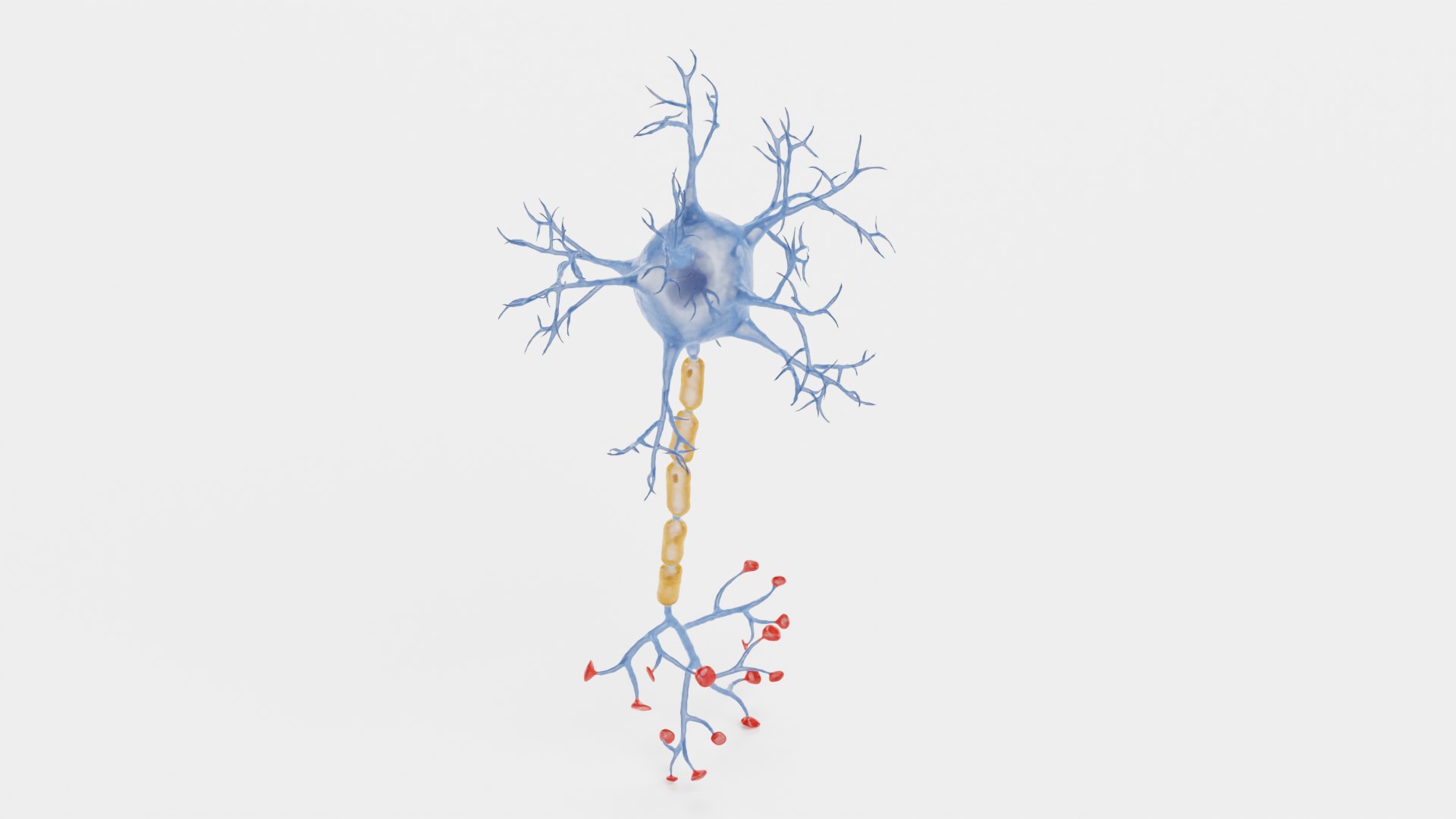 Neurons Model - TurboSquid 2175666
