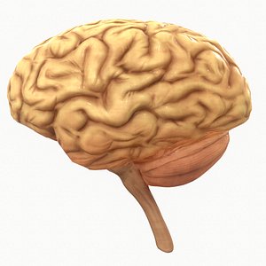 Human Brain
