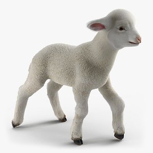 lamb pose 2 fur max
