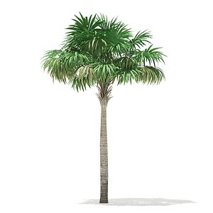 thatch palm tree 7m 3D