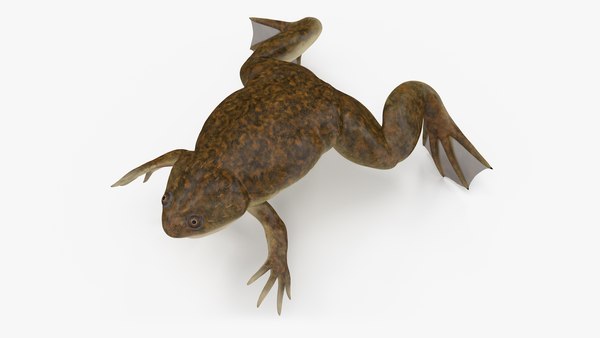 アフリカツメガエルの標準ポーズ3Dモデル - TurboSquid 2127869