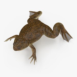 3D African Claw-toe Frog Standard Pose model