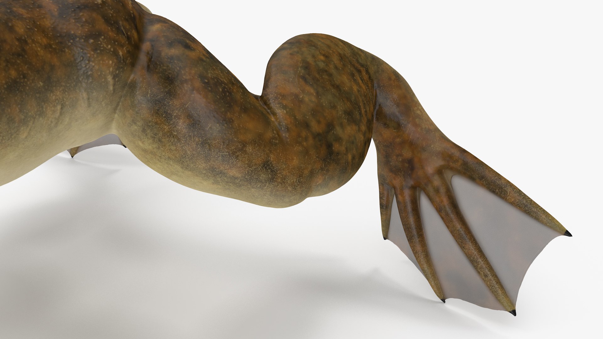 3D African Claw-toe Frog Standard Pose model https://p.turbosquid.com/ts-thumb/ke/zo6Ni7/Uz/africanclawtoefrogstandardposemb3dmodel015/jpg/1695210160/1920x1080/fit_q87/13c5bd073570800bb1f6b467d24e538a2d93bc80/africanclawtoefrogstandardposemb3dmodel015.jpg