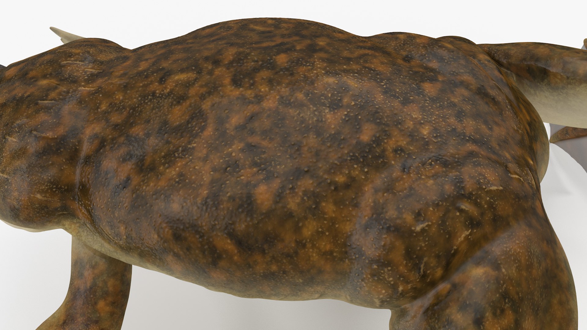 3D African Claw-toe Frog Standard Pose model https://p.turbosquid.com/ts-thumb/ke/zo6Ni7/zV/africanclawtoefrogstandardposemb3dmodel014/jpg/1695210155/1920x1080/fit_q87/dabdae52f0f0898ed0937ad64622d759dcc3c5c5/africanclawtoefrogstandardposemb3dmodel014.jpg