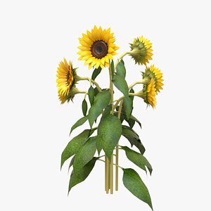 3D Sunflower