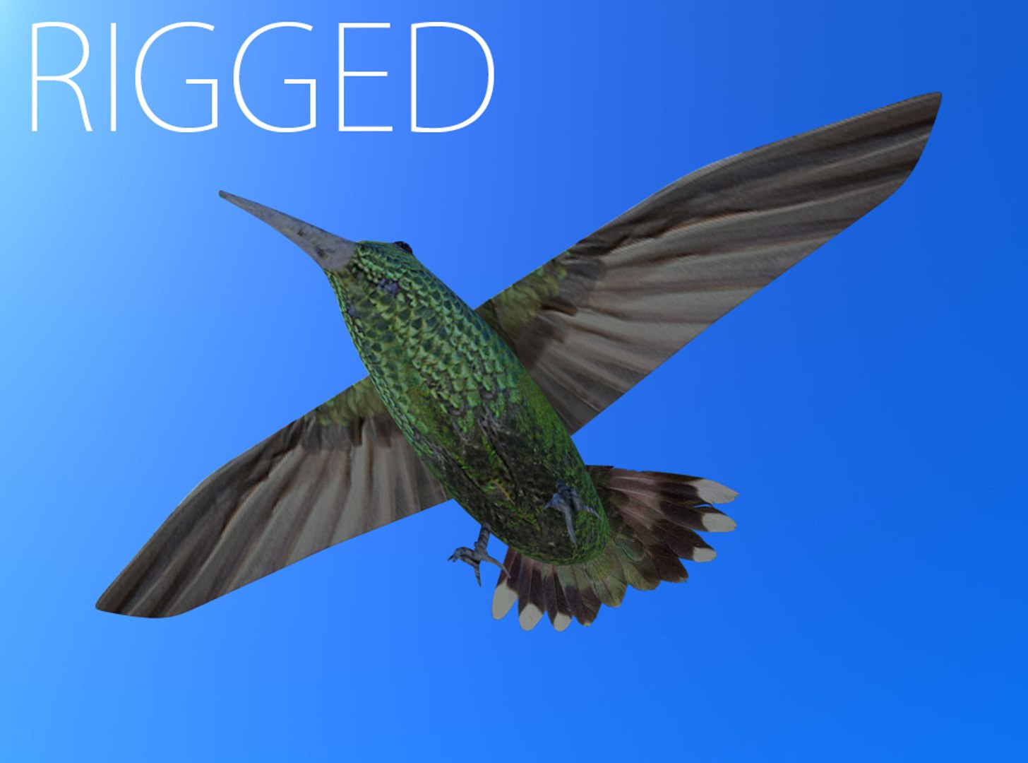 Rigged Humming Bird Ma