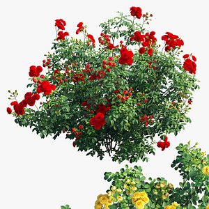 Rose plant set 61