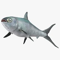 Swimming Milkfish