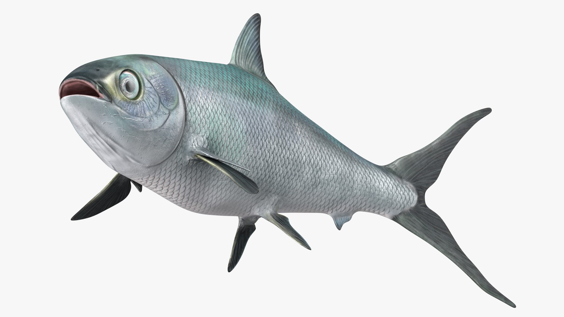 Swimming Milkfish 3D model preview