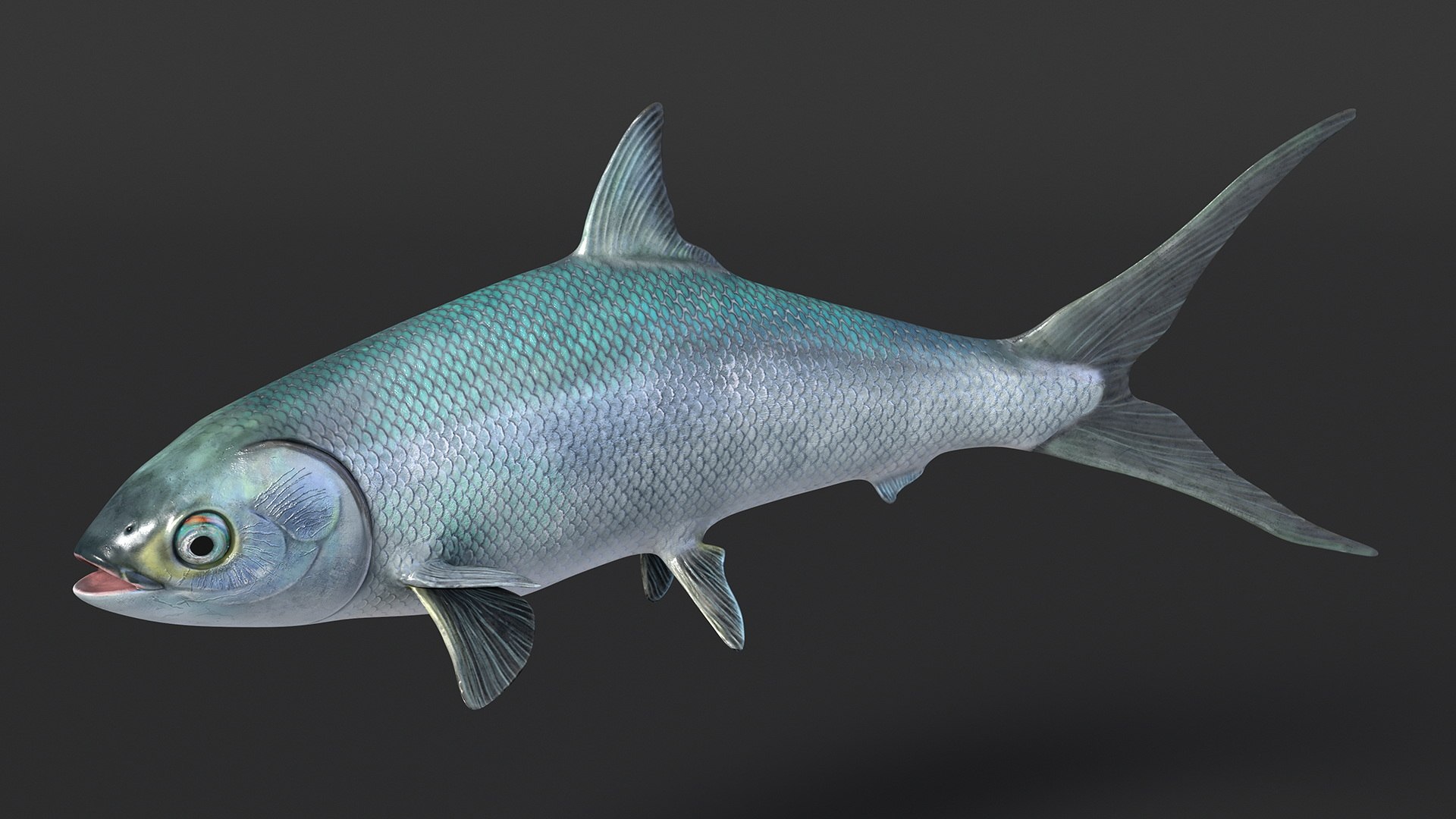 3D Swimming Milkfish - TurboSquid 2235529