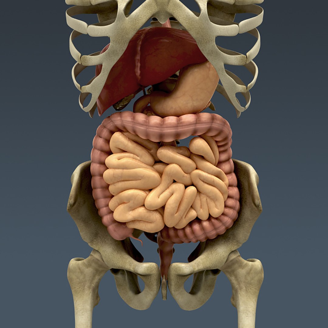 3d human male body digestive model