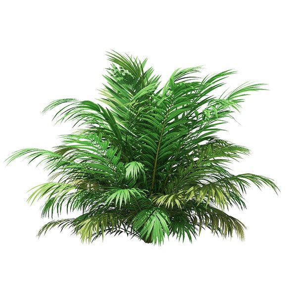 golden cane palm 3D model