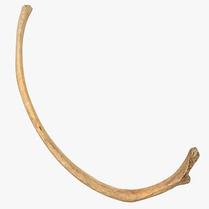 costae verae rib 04 3D