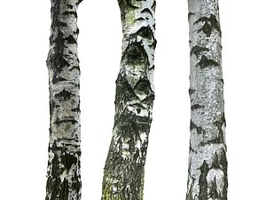 3D birch-tree bark model