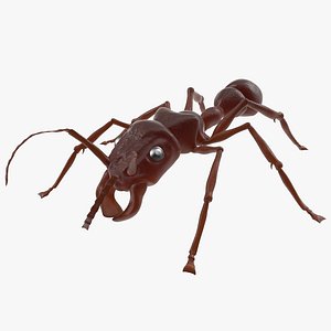 Bullet Ant