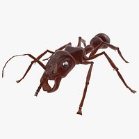 Bullet Ant