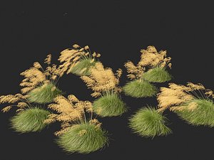 Stipa gigantea - Giant feather grass 02 3D