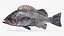 3D model deacon rockfish