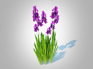 Iris germanica - Purple Bearded Iris