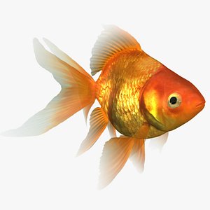 ryukin goldfish animation 3D model