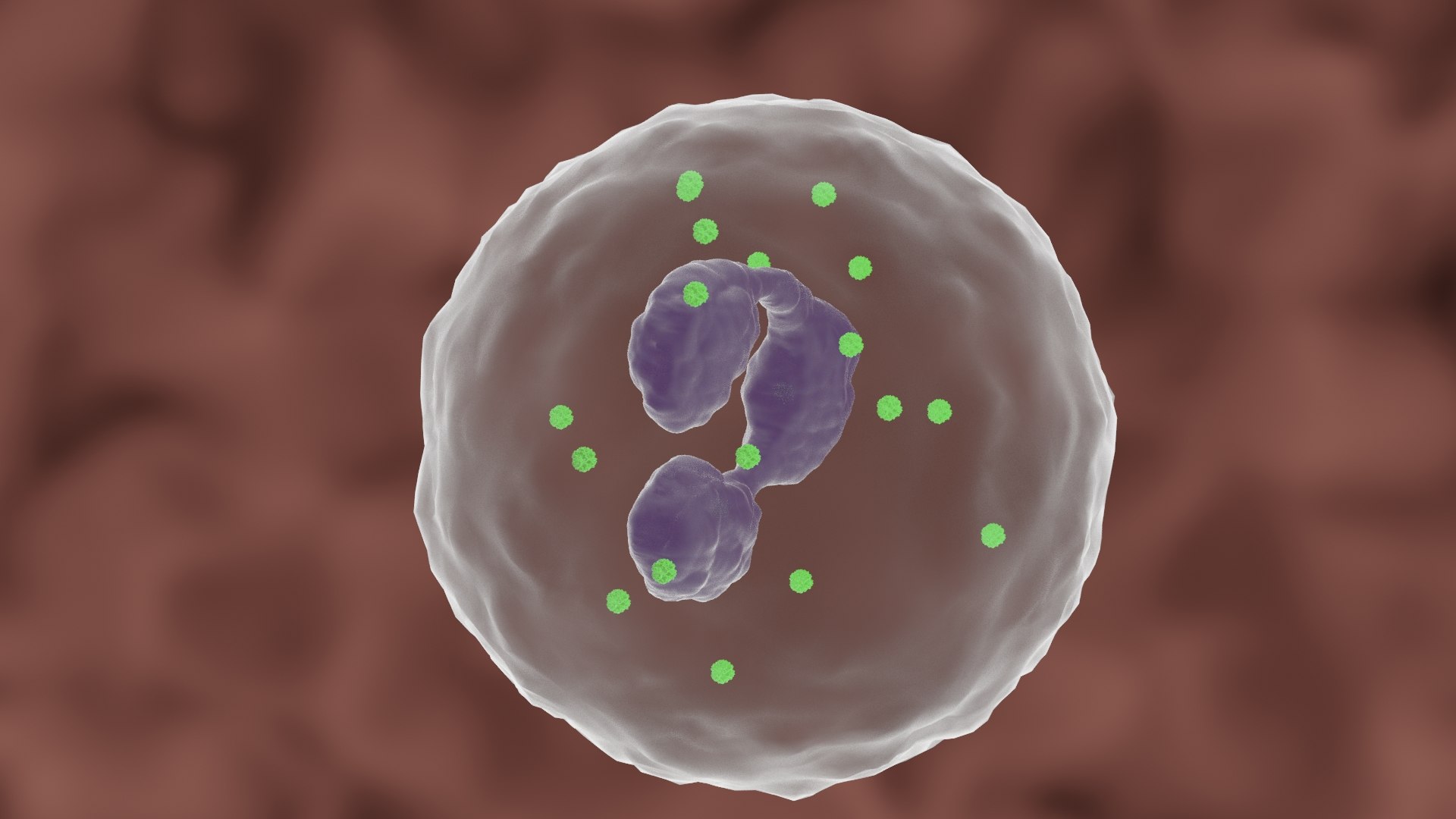 Granulocyte Polynuclear 3D Model - TurboSquid 1708091