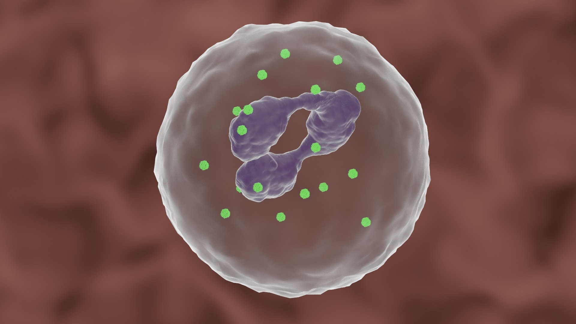 Granulocyte Polynuclear 3D Model - TurboSquid 1708091