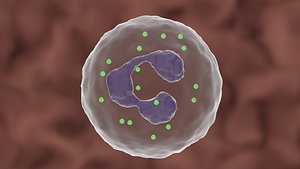 granulocyte or polynuclear