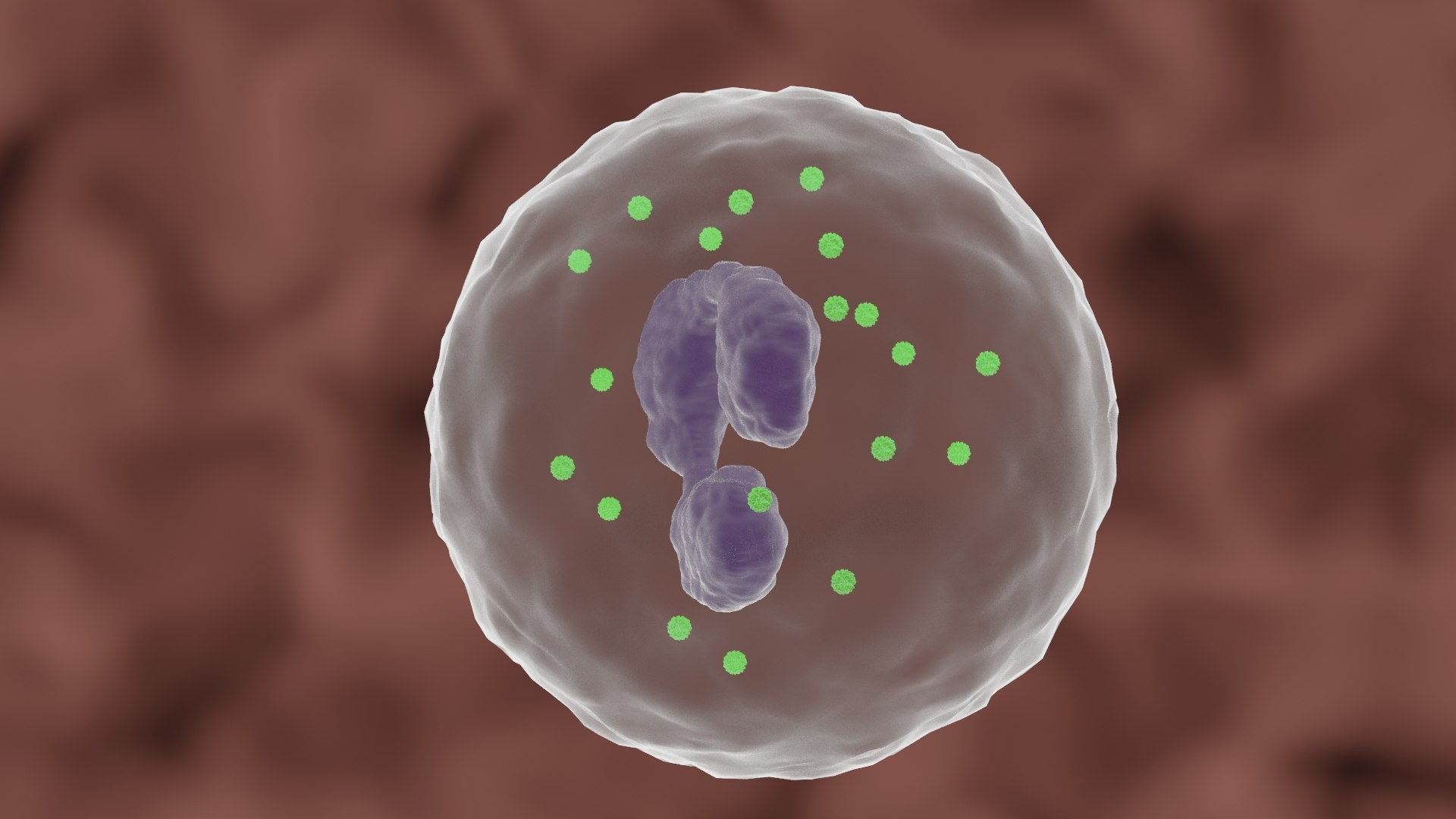 Granulocyte Polynuclear 3D Model - TurboSquid 1708091