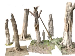 Ficus microcarpa Scaned Trunks 3D model