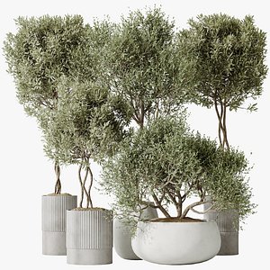 3D AV Indoor plants set 148 Mission Kalamata Leccino Arbequina Wilsonii Chemlali Olive